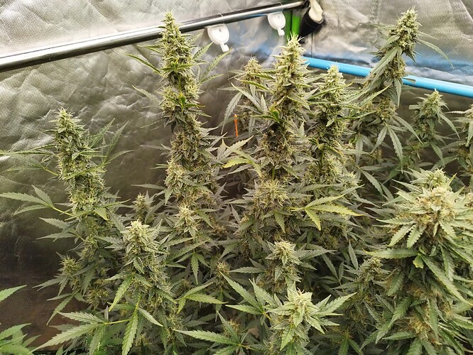 Growreport Bild 3