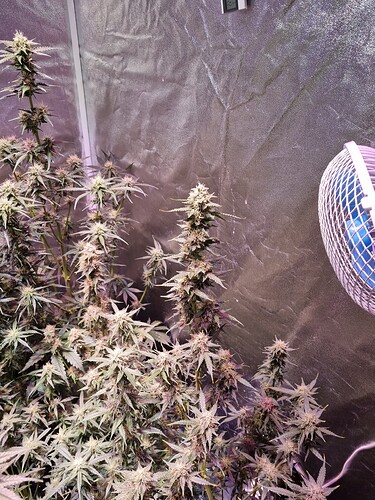 Growreport Bild 31