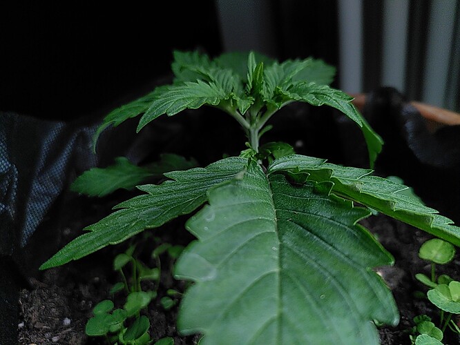 Growreport Bild 4