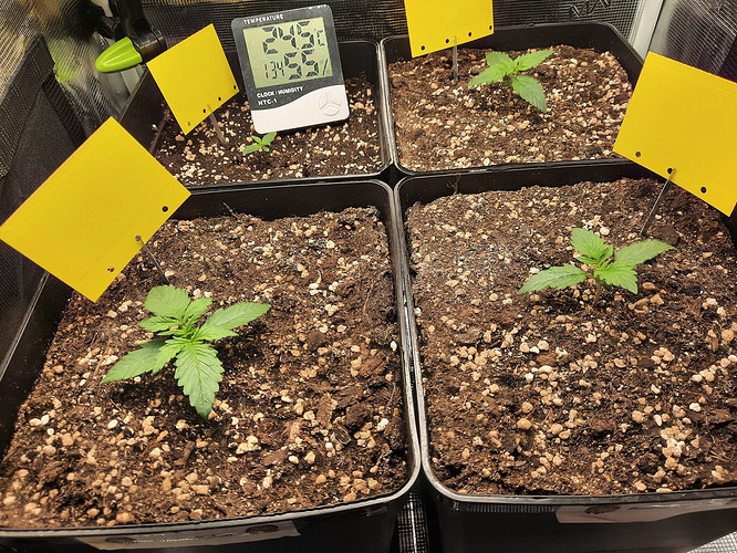 Growreport Bild 1