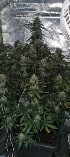 Growreport Bild 7