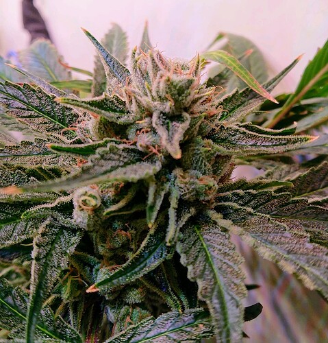 Growreport Bild 9