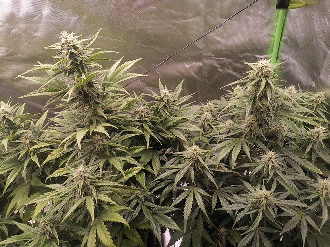 Growreport Bild 5
