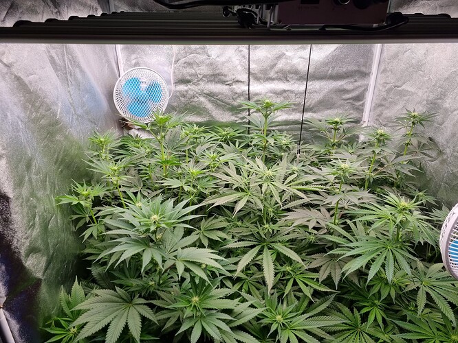 Growreport Bild 5