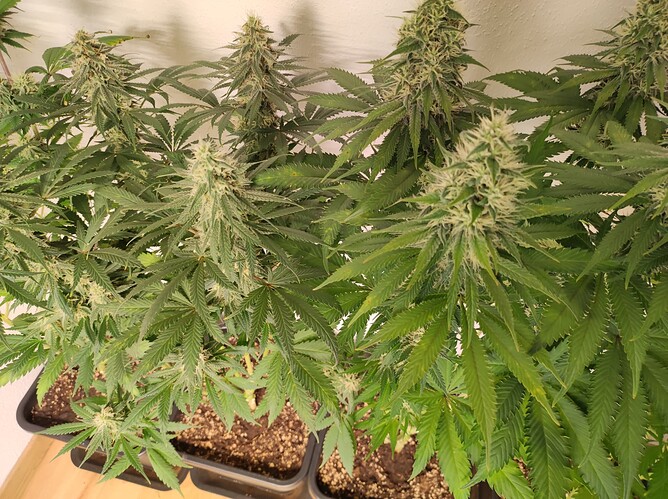 Growreport Bild 5