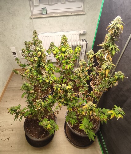 Growreport Bild 1