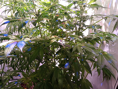 Growreport Bild 6