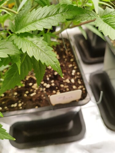 Growreport Bild 5