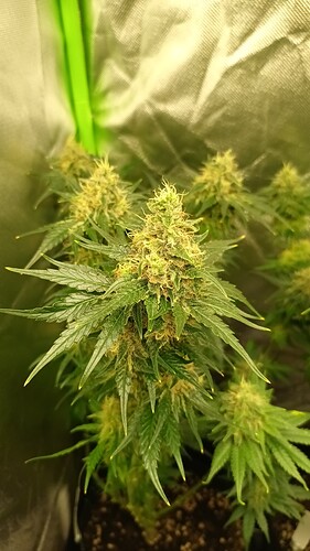 Growreport Bild 17