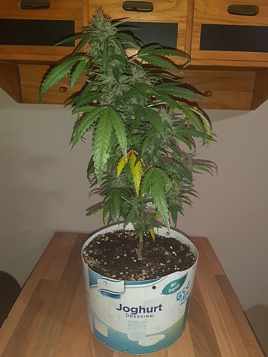 Growreport Bild 4