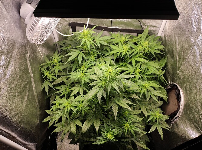 Growreport Bild 6
