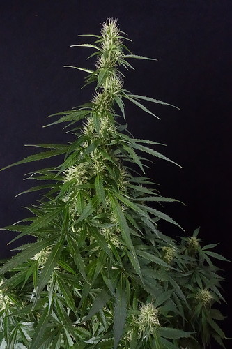 Growreport Bild 20