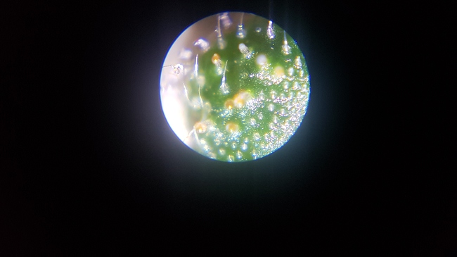 Growreport Bild 5