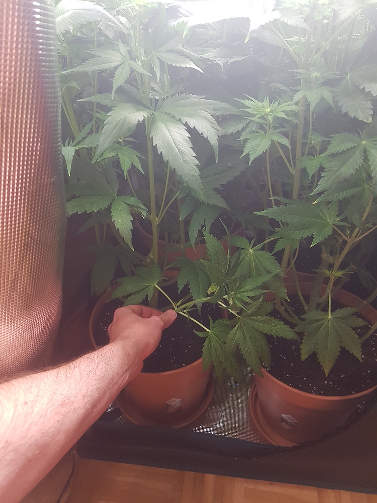 Stecklinge in der Blüte schneiden, geht das? Seite 2 Anfänger Forum