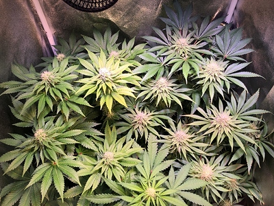 Growreport Bild 15