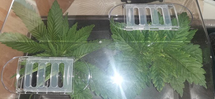Growreport Bild 12