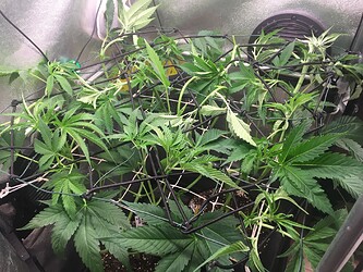 Growreport Bild 30