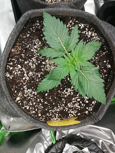 Growreport Bild 169