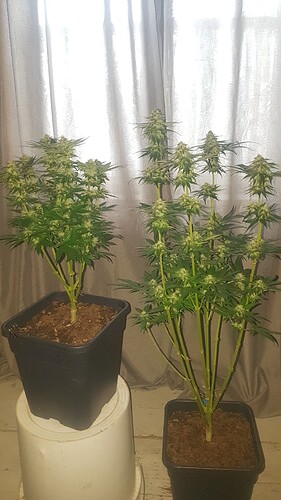 Growreport Bild 4