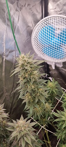 Growreport Bild 54