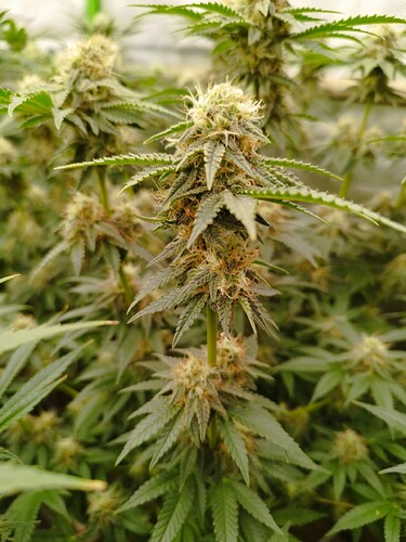 Growreport Bild 10