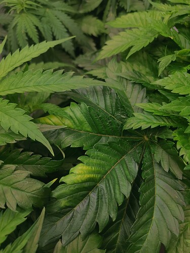 Growreport Bild 1