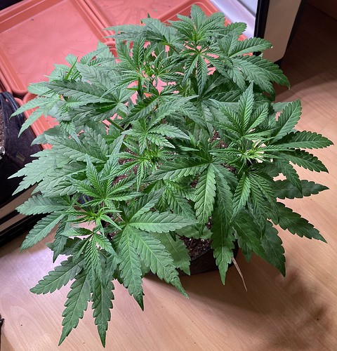 Growreport Bild 7