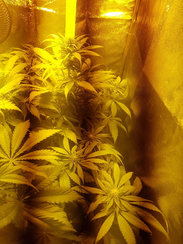 Growreport Bild 3