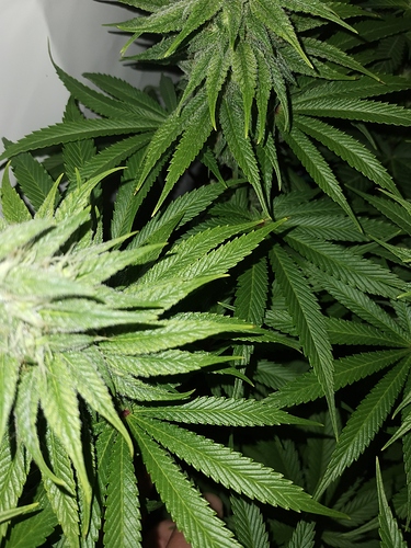 Growreport Bild 1