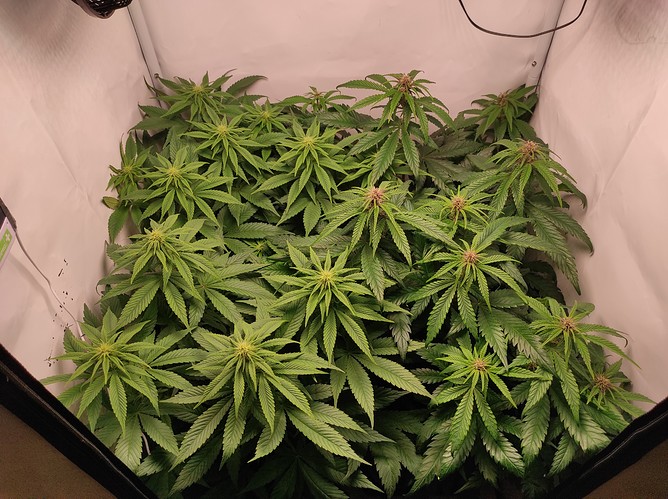 Growreport Bild 2