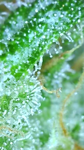 Growreport Bild 11