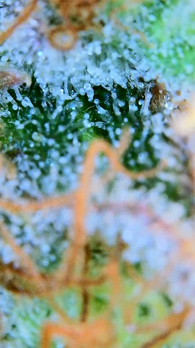 Growreport Bild 8
