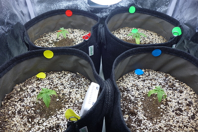 Vier junge Cannabispflanzen in Vlies-Töpfen, jede mit einem farbigen Marker (rot, grün, gelb, blau) auf dem Rand und einem kleinen Pflänzchen im Substrat.