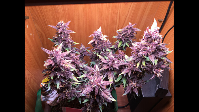 Growreport Bild 4