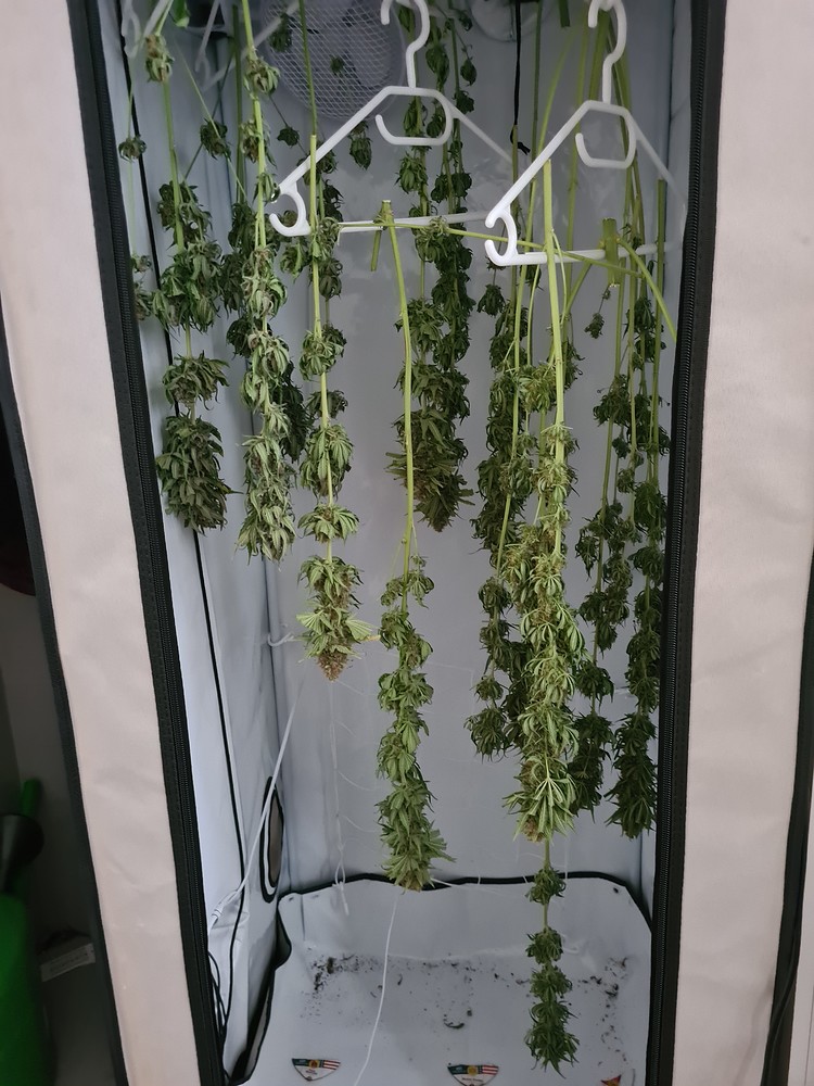 1. Grow - 60x60 - 3 Sorten