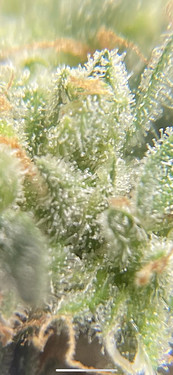 Growreport Bild 19