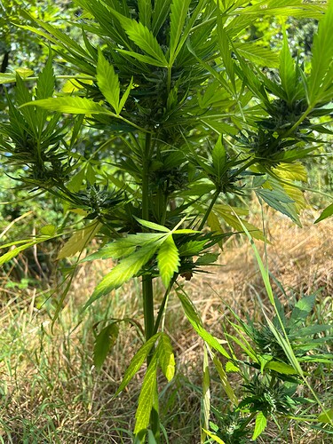 Growreport Bild 13
