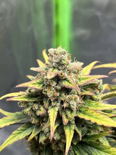 Growreport Bild 12