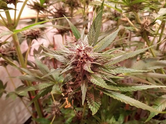Growreport Bild 10