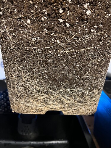Growreport Bild 3
