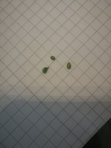 Growreport Bild 1