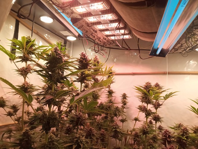 Growreport Bild 29