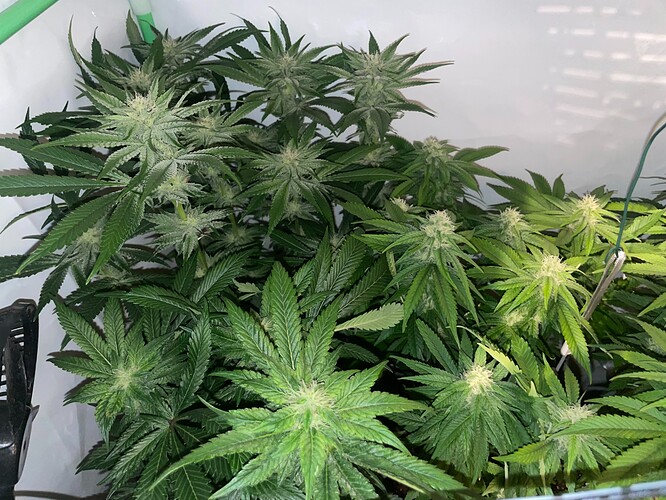 Growreport Bild 2