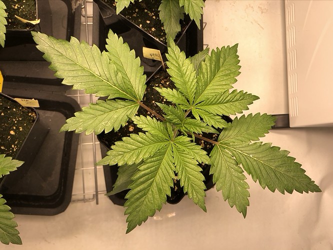 Growreport Bild 5