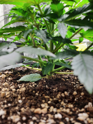 Growreport Bild 2