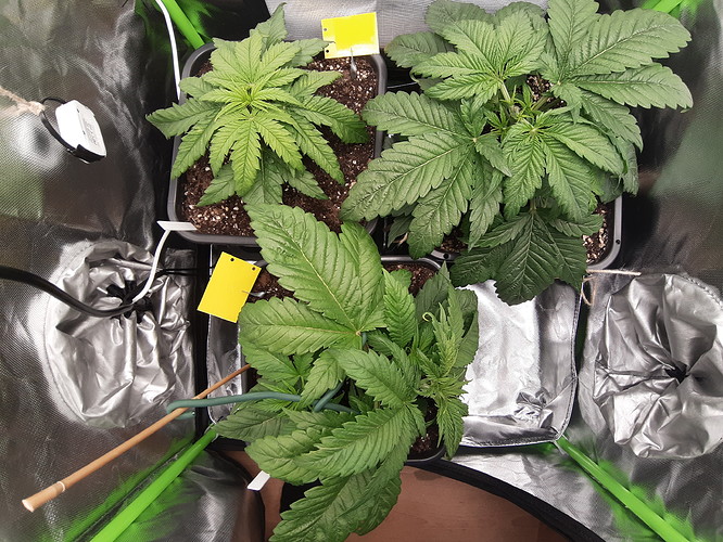Growreport Bild 6