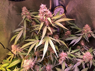 Growreport Bild 42