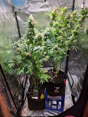 Growreport Bild 17