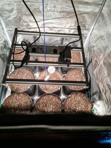 Growreport Bild 1