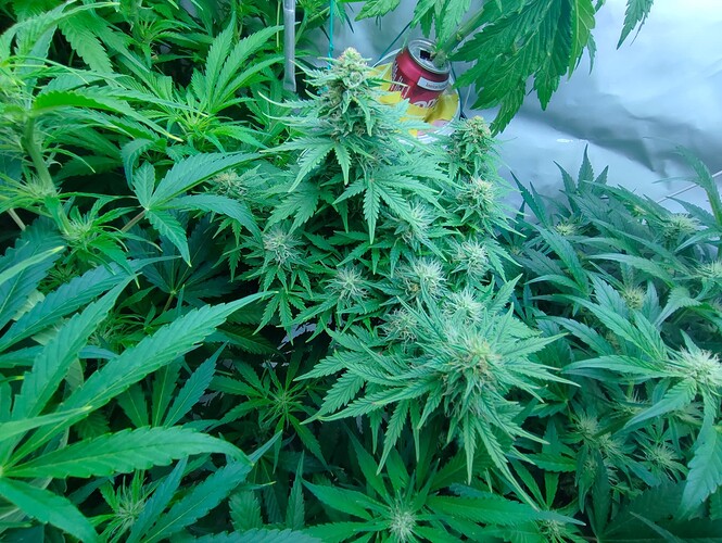 Growreport Bild 16